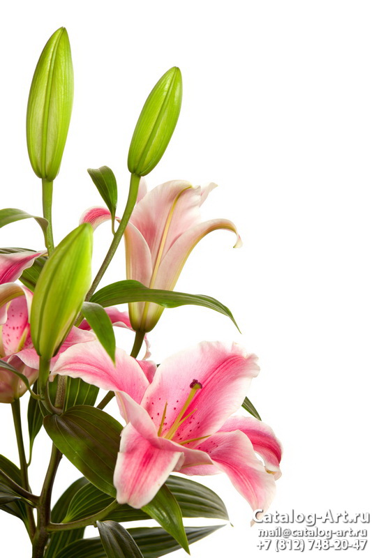 Pink lilies 20
